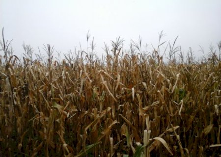 Excesso de chuvas põe produtores em alerta em Aral Moreira