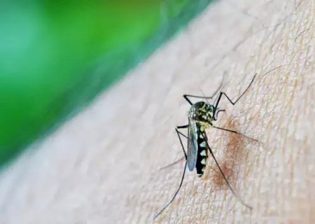 Dengue avança e número de infectados dobra em menos de uma semana