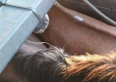 Polícia Civil prende homem que venderia equinos para produção de embutidos no Paraguai