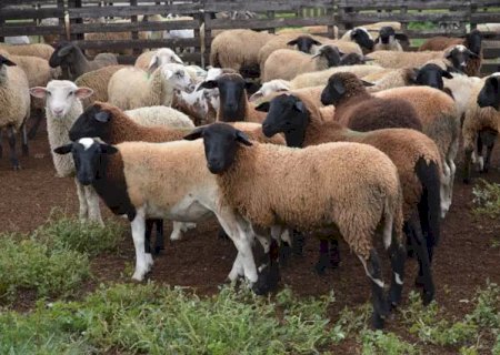 Com MS livre de aftosa, Iagro cria normas para trânsito de ovinos e caprinos