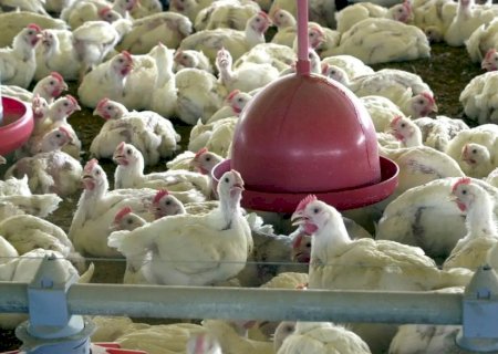 Quatro países reduzem restrição da importação de frangos do Brasil