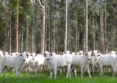 Com área livre de aftosa, trânsito de bovinos de MS para todo o território nacional está liberado